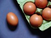 산란계 농가 계란 점검 결과, 피프로닐 설폰 기준치 초과 부적합 판정