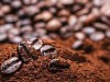 커피 찌꺼기로 바이오 원유 생산한다.
